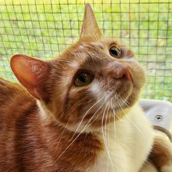 Danny -  Domestic Short Hair Cat Available for Adoption in Brighton, Missouri - Danny | PetCurious