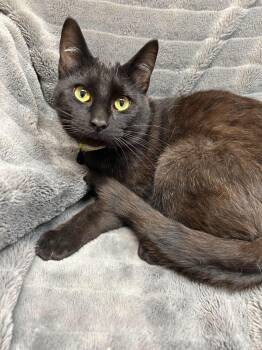 Rocket -  Domestic Short Hair Cat for Adoption in Alexandria, Minnesota - Rocket | PetCurious