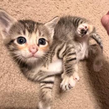 Domestic Short Hair Cats Available for Adoption in Boerne, Texas - Limerick | PetCurious