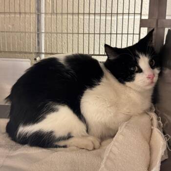 Domestic Short Hair Cats Available for Adoption - Rhea | PetCurious