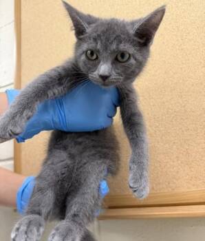 RAIN -  Domestic Short Hair Cat for Adoption in Hamilton Township, New Jersey - RAIN | PetCurious