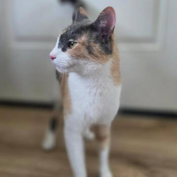 Domestic Short Hair Cats Available for Adoption in Chapel Hill, North Carolina - Pandora | PetCurious