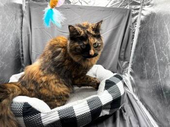 MARGARET -  Domestic Long Hair Cat for Adoption in Grovetown, Georgia - MARGARET | PetCurious