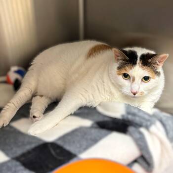 Bella- 51570 -  Domestic Short Hair Cat Available for Adoption in Columbia, Maryland - Bella- 51570 | PetCurious