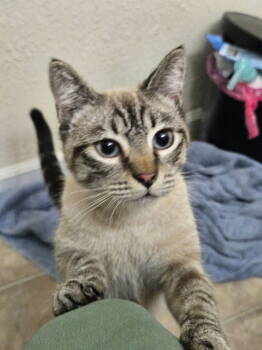 Rescue Siamese Cats for Adoption in Castro Valley, California - Jack | PetCurious