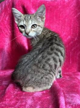 LENTIL -  Domestic Short Hair Cat for Adoption in Louisville, Kentucky - LENTIL | PetCurious