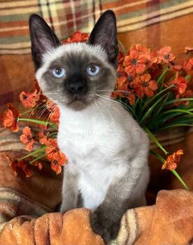 7/1/26 Pesto Mack -  Domestic Short Hair Cat for Adoption in Stillwater, Oklahoma - 7/1/26 Pesto Mack | PetCurious