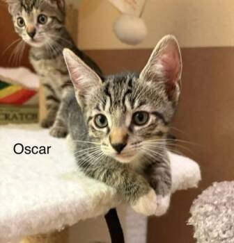 Oscar -  Domestic Short Hair Cat for Adoption in Honolulu, Hawaii - Oscar | PetCurious