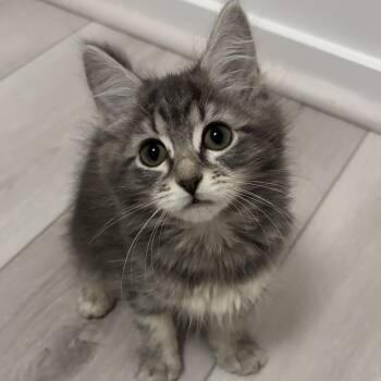 Neptune -  Domestic Long Hair Cat for Adoption in Renton, Washington - Neptune | PetCurious