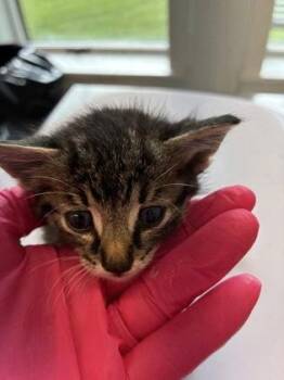 Elmo -  Domestic Short Hair Cat for Adoption in Lafayette, Indiana - Elmo | PetCurious