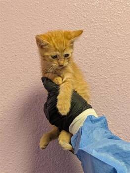 61724703 -  Domestic Medium Hair Cat for Adoption in El Paso, Texas - 61724703 | PetCurious
