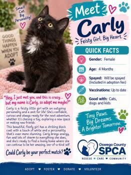 Carly -  Domestic Medium Hair Cat for Adoption in Fulton, New York - Carly | PetCurious