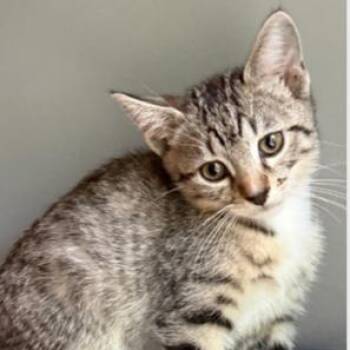 Caleb -  Domestic Short Hair Cat Available for Adoption in Cumming, Georgia - Caleb | PetCurious