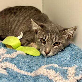 Andi -  Domestic Short Hair Cat for Adoption in Hawthorne, California - Andi | PetCurious