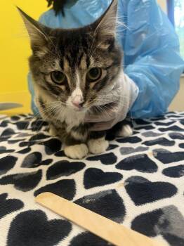 Sprite -  Domestic Short Hair Cat for Adoption in Raleigh, North Carolina - Sprite | PetCurious