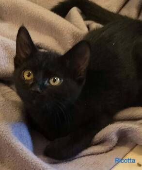 Ricotta -  Domestic Short Hair Cat Available for Adoption in Boone, Colorado - Ricotta | PetCurious