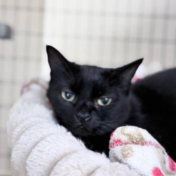 Meadow -  Domestic Short Hair Cat for Adoption in Medford, Oregon - Meadow | PetCurious