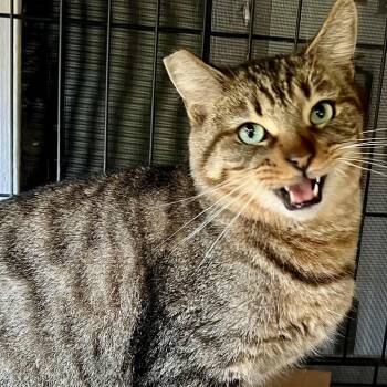 Rescue Domestic Short Hair Cats for Adoption in Los Angeles, California - Ranger | PetCurious