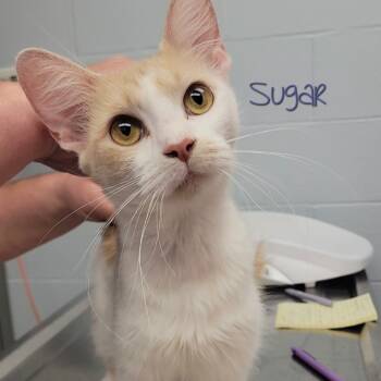 Rescue Domestic Medium Hair Cats for Adoption in Parkersburg, West Virginia - Sugar | PetCurious
