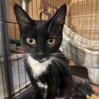 Kimmie -  Domestic Short Hair Cat for Adoption in North Myrtle Beach, South Carolina - Kimmie | PetCurious