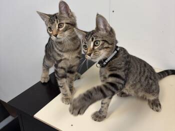 Odysseus -  American Shorthair Cat for Adoption in Perry, Georgia - Odysseus | PetCurious