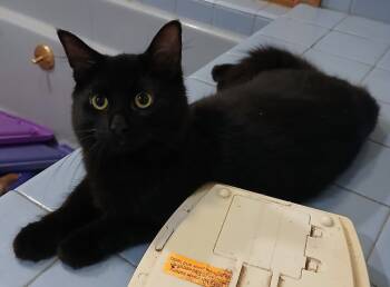 Rescue Domestic Medium Hair Cats for Adoption in Shell Lake, Wisconsin - Elemi | PetCurious