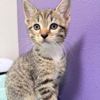 Soleil -  Domestic Short Hair Cat for Adoption in Englewood, Florida - Soleil | PetCurious