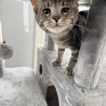 Chase -  Domestic Short Hair and Tabby Cat for Adoption in Gaithersburg, Maryland - Chase | PetCurious