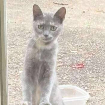 Rescue Domestic Short Hair Cats for Adoption in Huntington, West Virginia - Millie | PetCurious