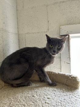 Domestic Short Hair Cats Available for Adoption - Marceline | PetCurious