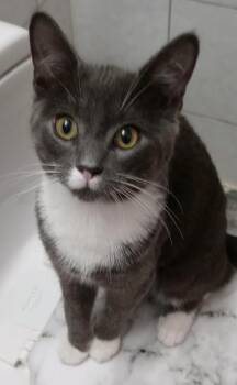 Domestic Short Hair Cats Available for Adoption - Bobo | PetCurious