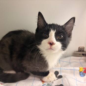 Rascal -  Domestic Medium Hair Cat for Adoption in Clavet, Saskatchewan - Rascal | PetCurious