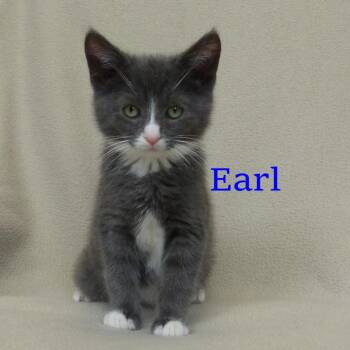 Earl -  Domestic Short Hair Cat Available for Adoption in Irondequoit, New York - Earl | PetCurious