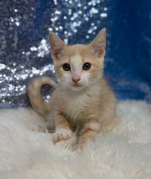 Jack Hammer -  Domestic Short Hair Cat for Adoption in Clarkesville, Georgia - Jack Hammer | PetCurious
