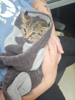 Padgett 1 -  Domestic Short Hair Cat for Adoption in Sullivan, Indiana - Padgett 1 | PetCurious