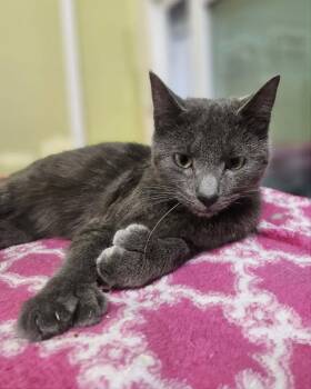 Sweet Pea -  Domestic Short Hair Cat for Adoption in Rochester, New Hampshire - Sweet Pea | PetCurious