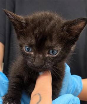 Picklebutt -  Domestic Short Hair Cat for Adoption in Winfield, Kansas - Picklebutt | PetCurious