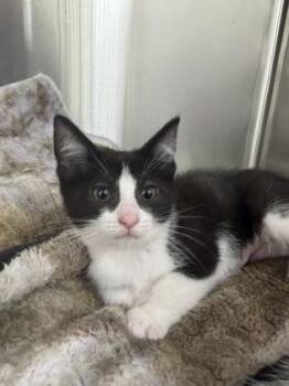 Katherine -  Domestic Short Hair Cat for Adoption in Westland, Michigan - Katherine | PetCurious