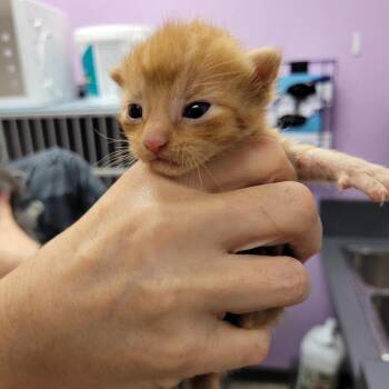 Garfield -  Domestic Short Hair Cat for Adoption in Cedar Rapids, Iowa - Garfield | PetCurious