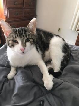 Zeni -  Domestic Short Hair Cat for Adoption in Marion, Indiana - Zeni | PetCurious