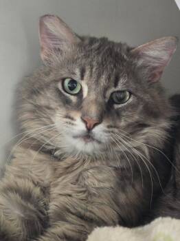 Domestic Medium Hair Cats Available for Adoption in Coachella, California - Tuna | PetCurious