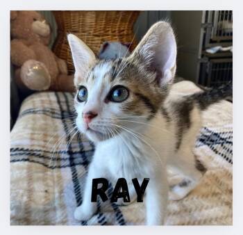 Rescue Domestic Short Hair Cats for Adoption in Pierceton, Indiana - Ray | PetCurious