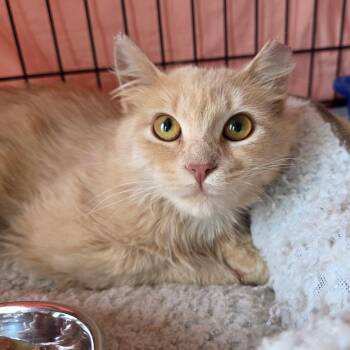 Domestic Medium Hair Cats Available for Adoption in Abingdon, Maryland - Sweet Pea (FRA Dov 1) | PetCurious