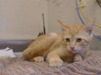 PETER -  Domestic Short Hair Cat for Adoption in Sacramento, California - PETER | PetCurious