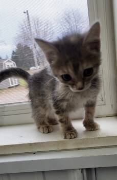 Rescue Domestic Short Hair Cats for Adoption in Medford, Wisconsin - Gail | PetCurious