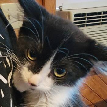 Butterfly -  Domestic Short Hair Cat for Adoption in Buffalo, Wyoming - Butterfly | PetCurious