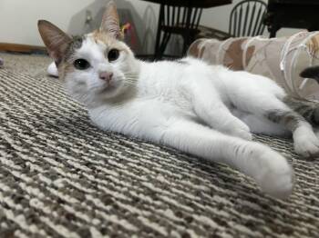 Rescue Domestic Short Hair Cats for Adoption - Ashby | PetCurious