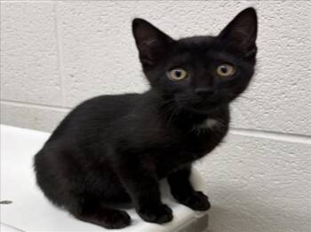 MEENIE -  Domestic Short Hair Cat for Adoption in Derwood, Maryland - MEENIE | PetCurious