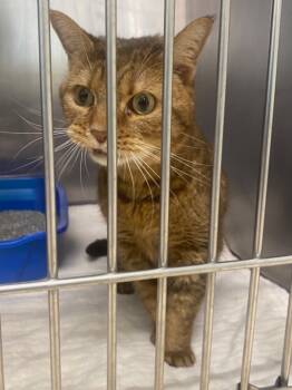 Rescue Domestic Short Hair Cats for Adoption in Fall River, Massachusetts - Coraline | PetCurious