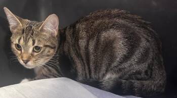 Dolly -  Domestic Short Hair Cat for Adoption in Cumming, Georgia - Dolly | PetCurious